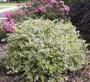 Radiance Abelia