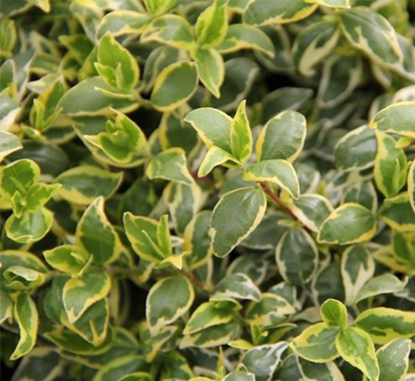 Radiance Abelia