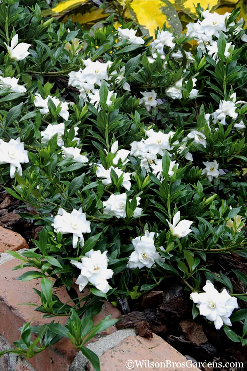 Radicans Gardenia