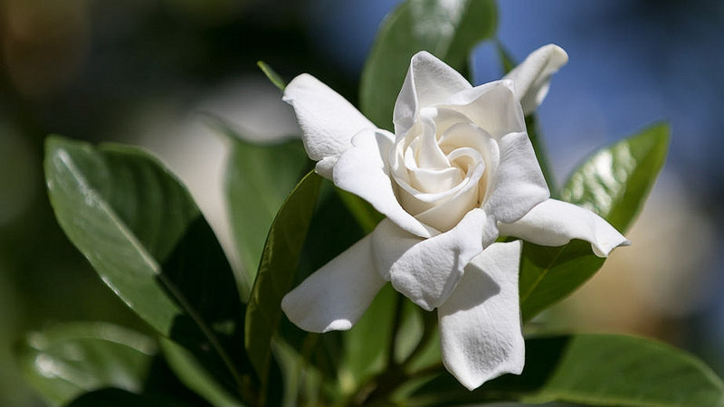 Radicans Gardenia