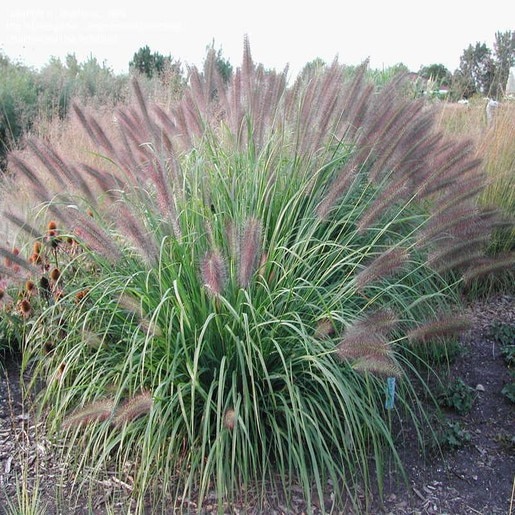 Red Head Fountain Grass