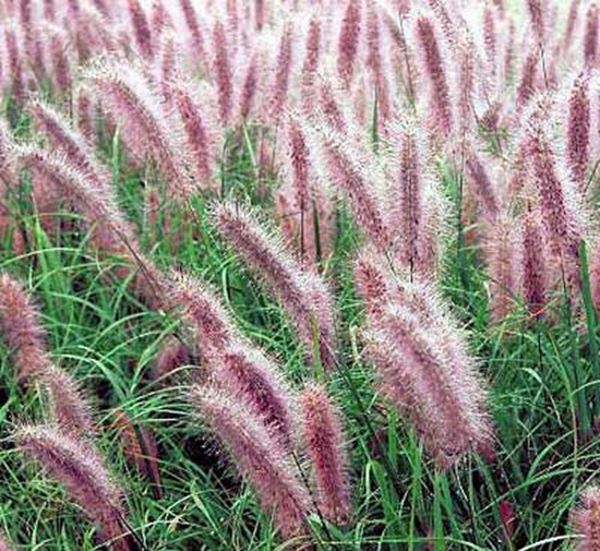 Red Head Fountain Grass