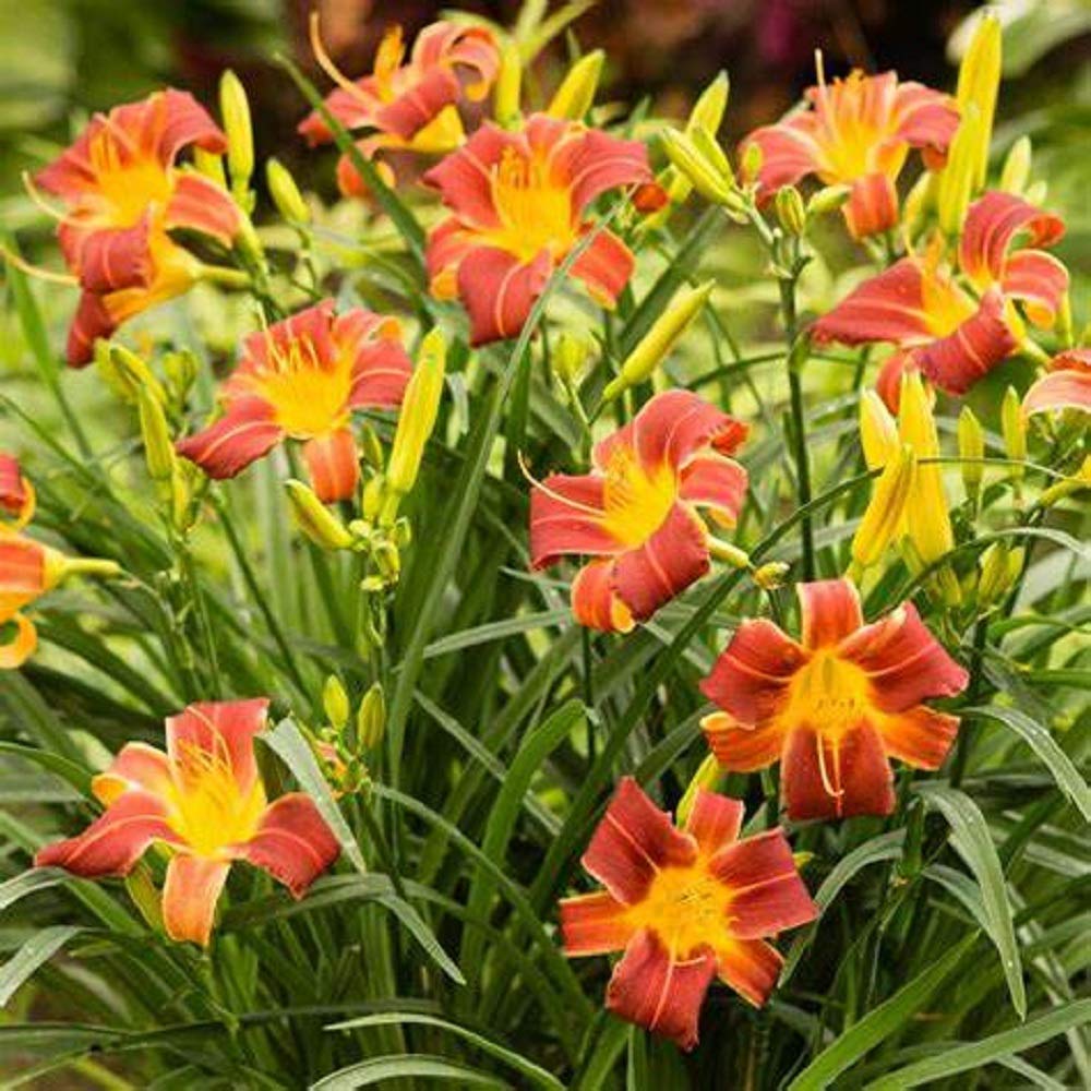 Red Rib Daylily