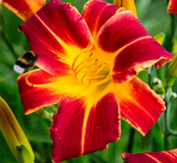 Red Rib Daylily 2