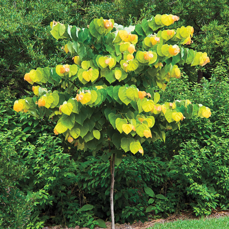 Cercis Rising Sun tm Redbud Cercis canadensis