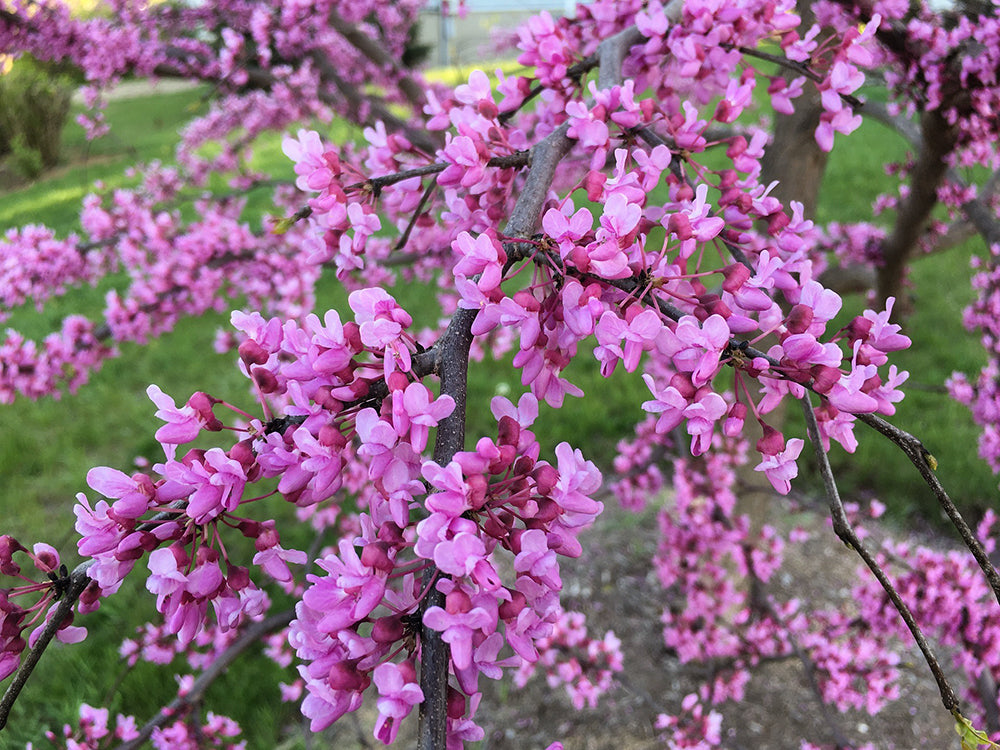 Rising Sun Redbud
