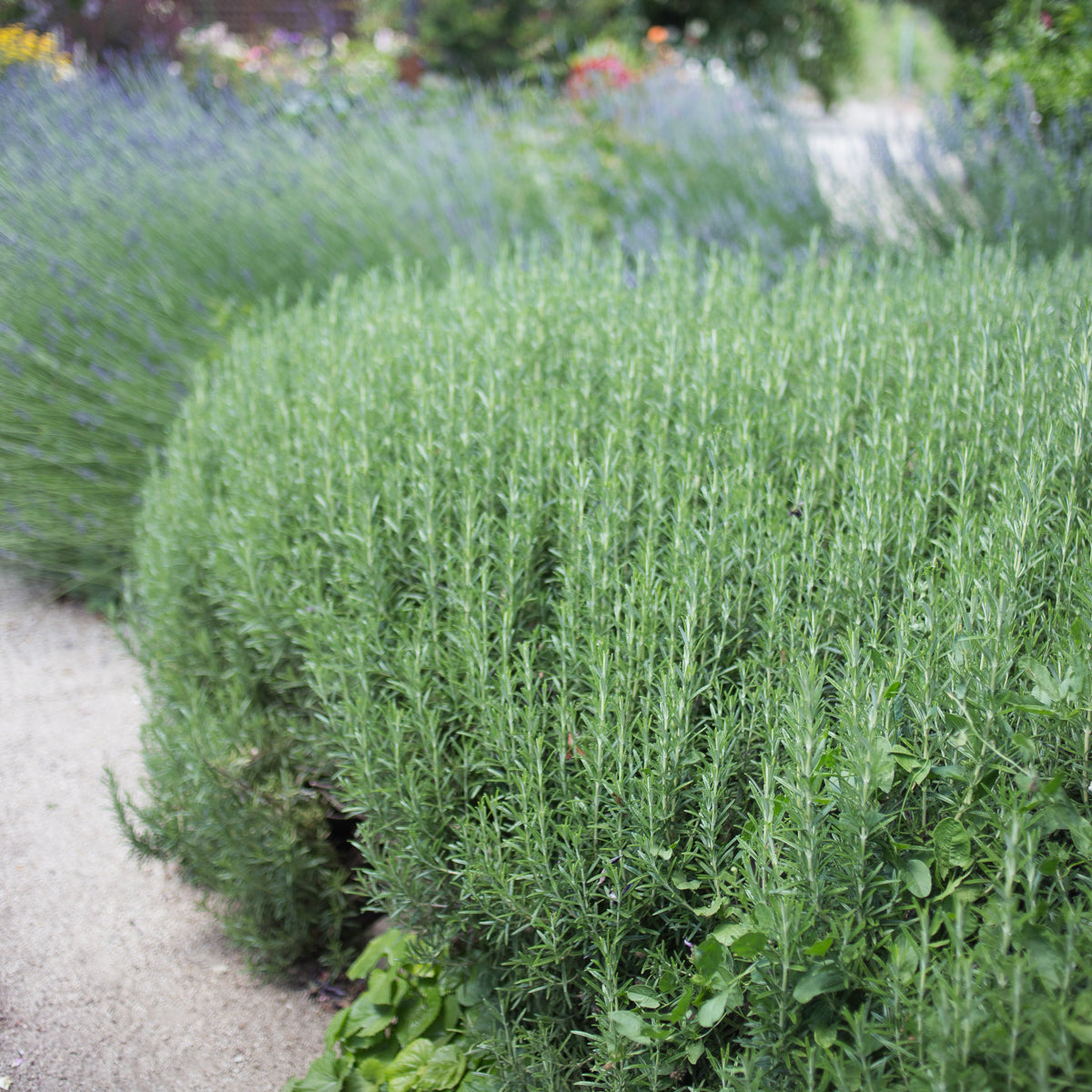 Rosemary Tuscan Blue - Upright