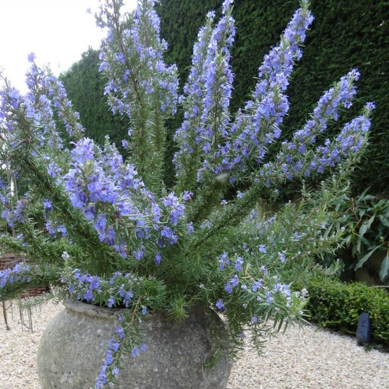 Rosemary Tuscan Blue - Upright