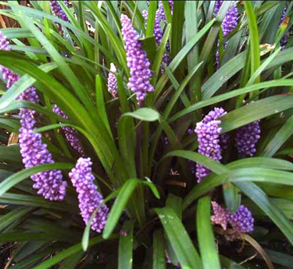 Royal Purple Liriope