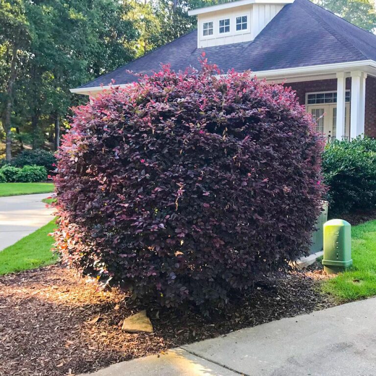 Ruby Loropetalum | Plant Care Guide