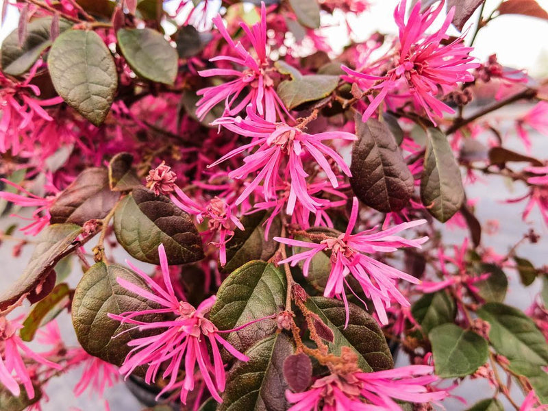 Ruby Loropetalum