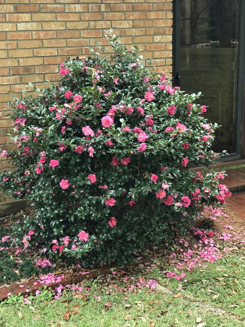 Shishi Gashira Camellia