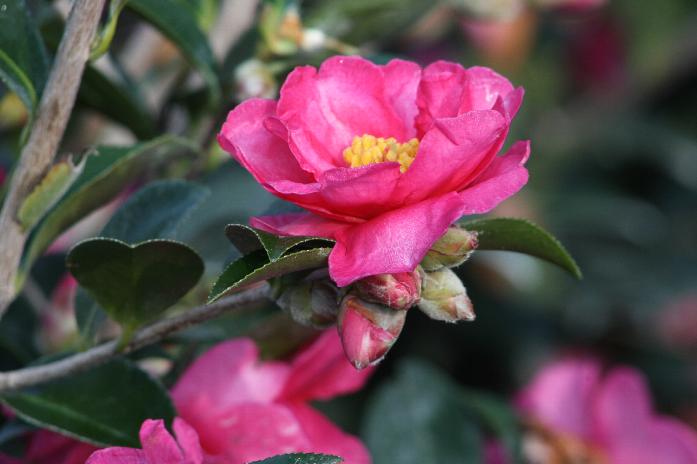 Shishi Gashira Camellia