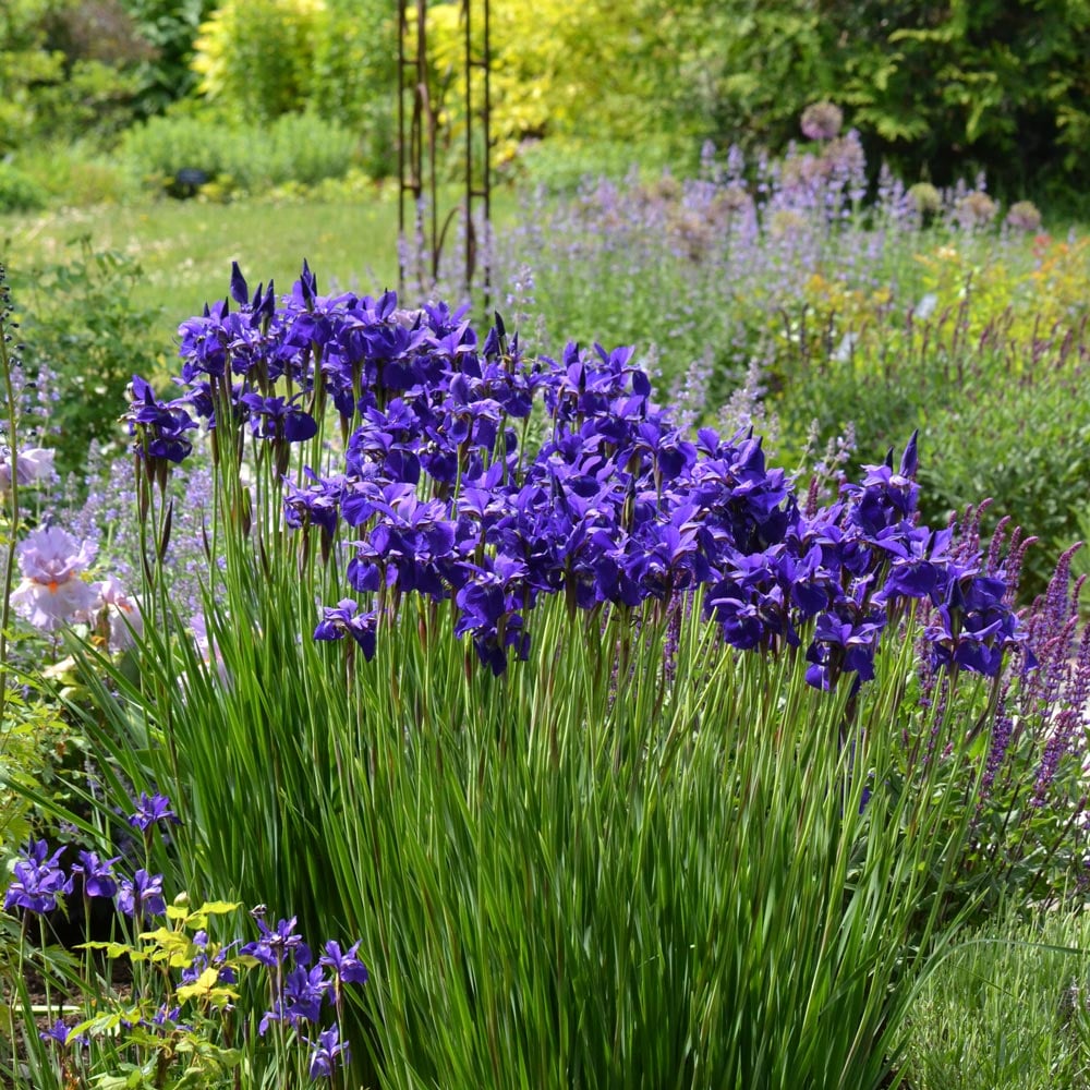 Siberian Iris Caesars Brother