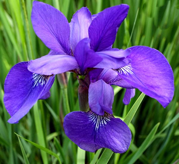 Siberian Iris Caesars Brother