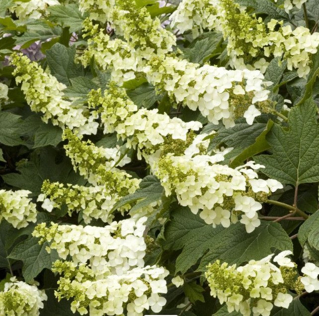 Snow Queen Hydrangea
