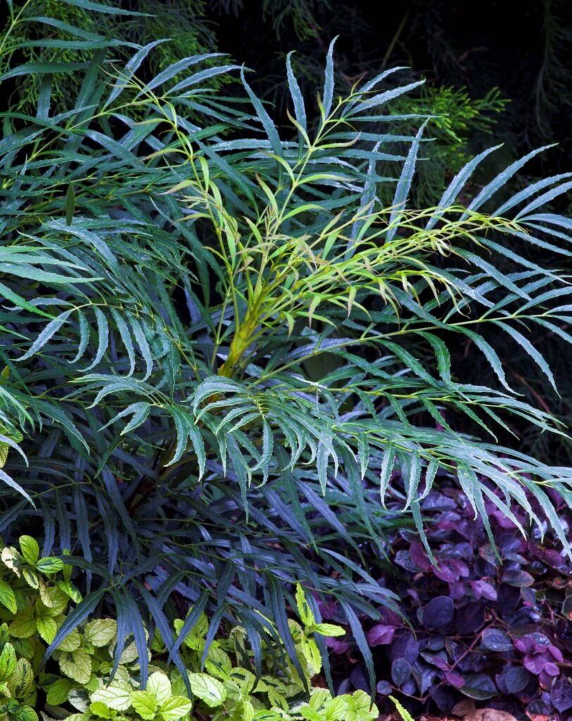 Soft Caress Mahonia