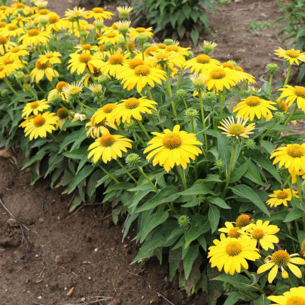 Sombrero Lemon Yellow Coneflowers