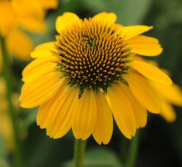 Sombrero Lemon Yellow Coneflowers