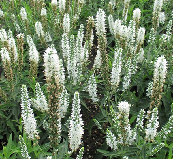 Speedwell Moody Blues White Veronica