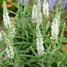 Speedwell Moody Blues White Veronica