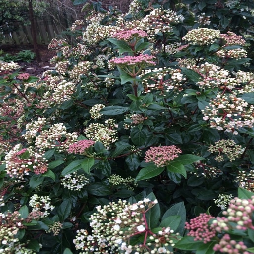 Spring Bouquet Viburnum