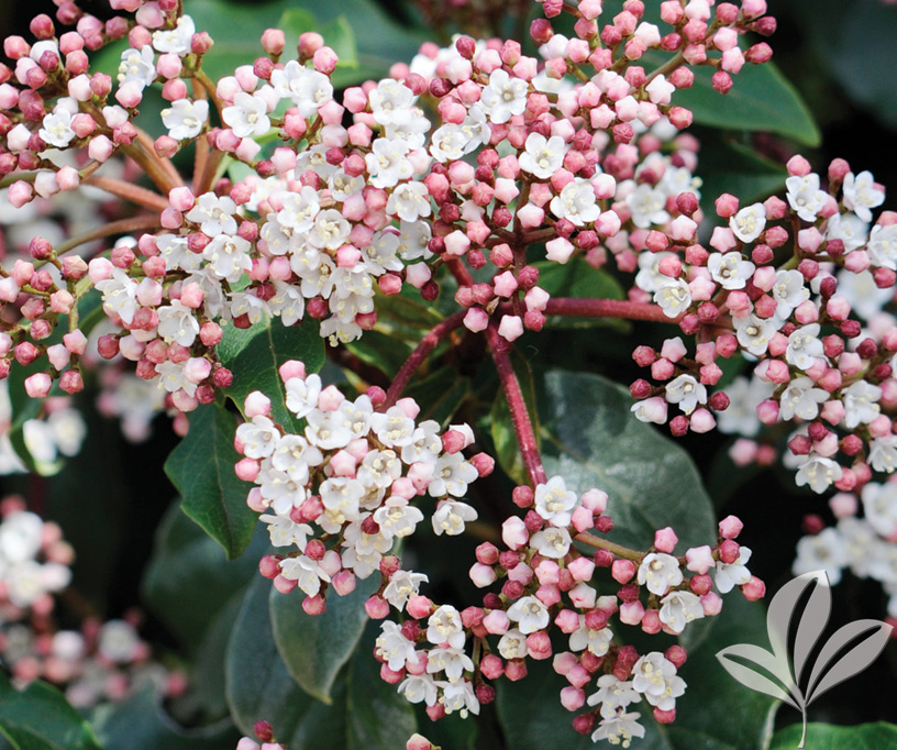 Spring Bouquet Viburnum