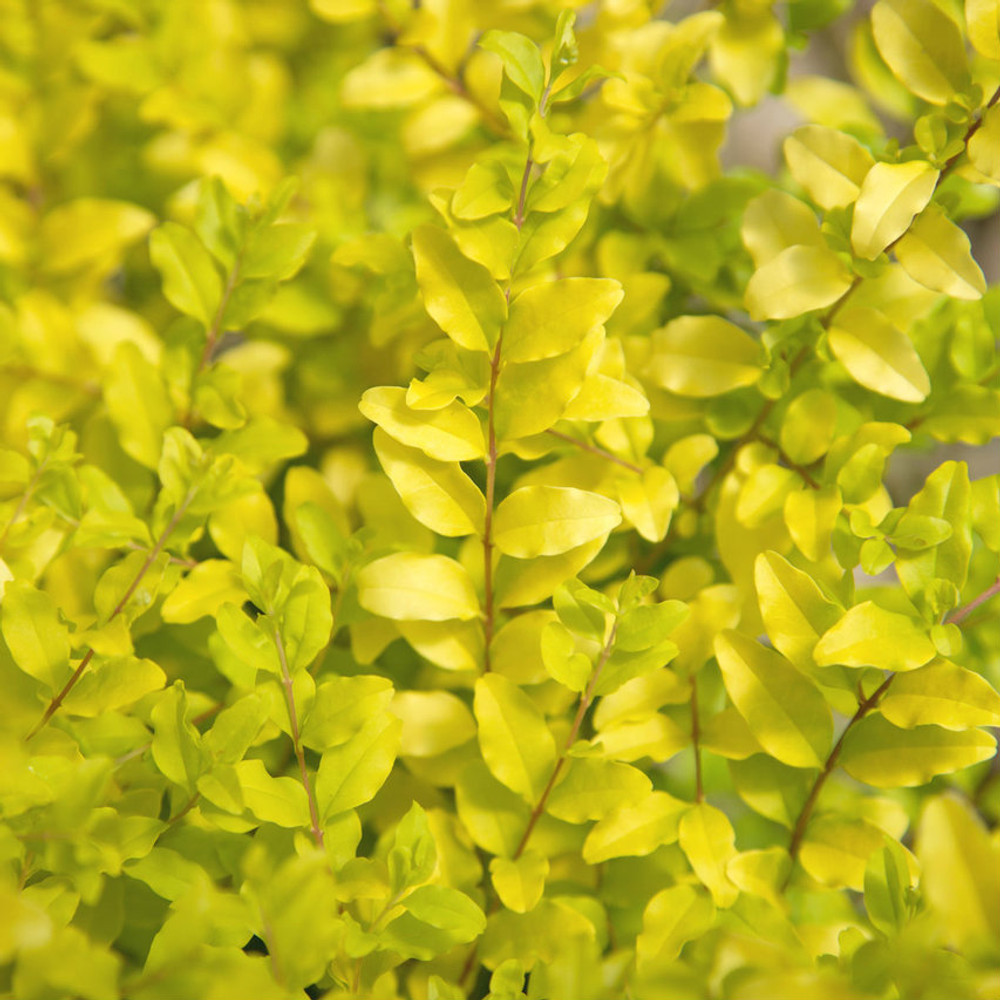 Sunshine Ligustrum