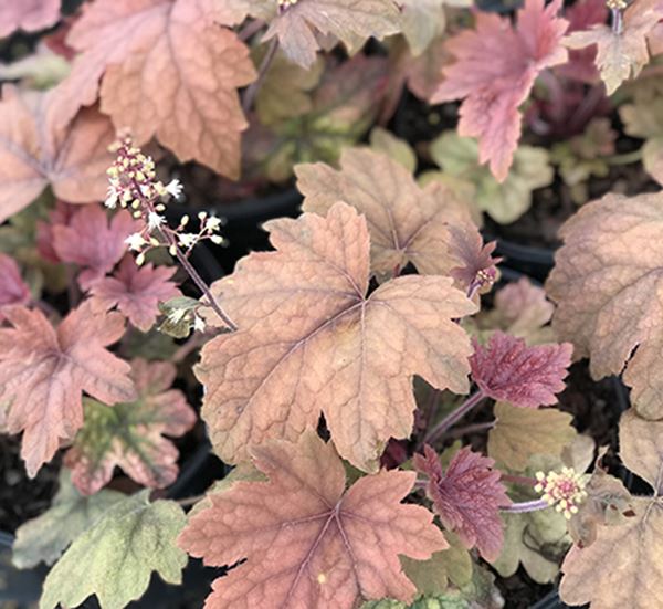 Sweet Tea Heucherella