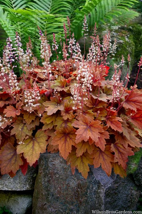 Sweet Tea Heucherella