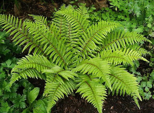 Tassel Fern