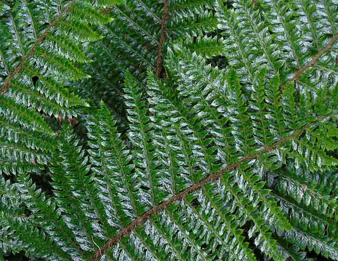 Tassel Fern