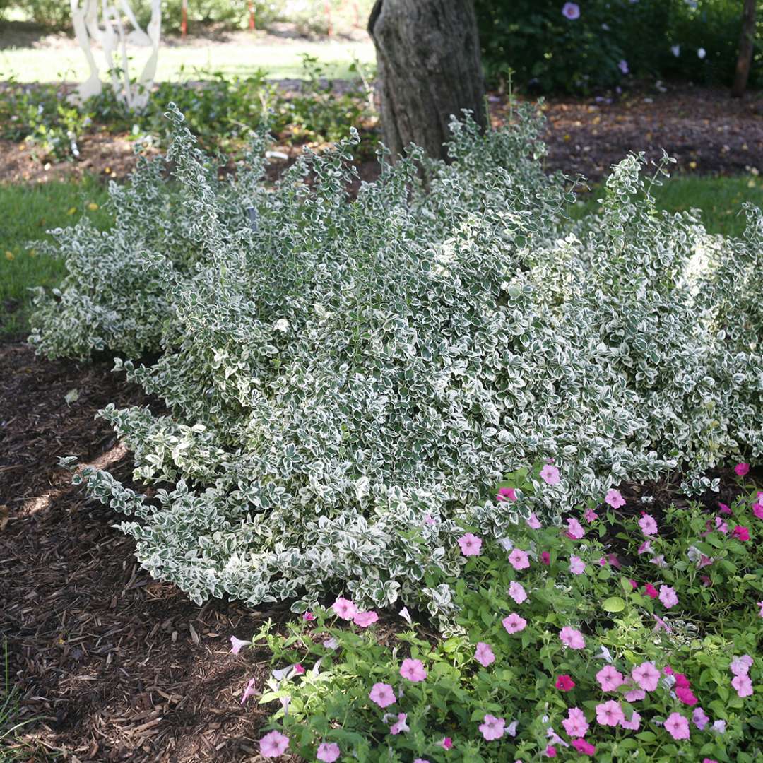 Variegated Euonymus Radicans