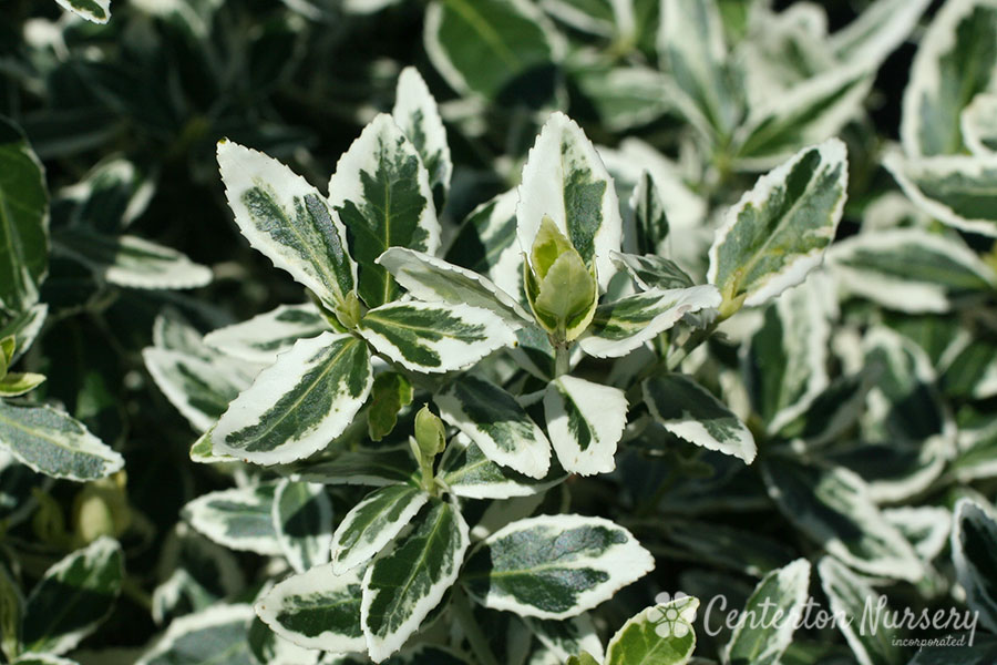 Variegated Euonymus Radicans