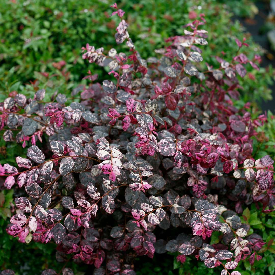 Variegated Jazz Hands Loropetalum