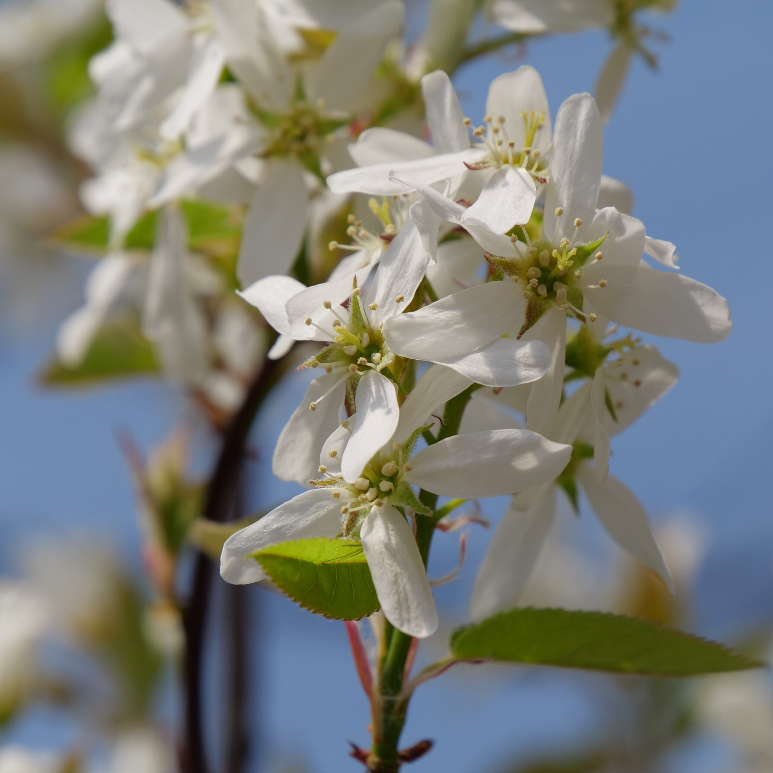 Serviceberry