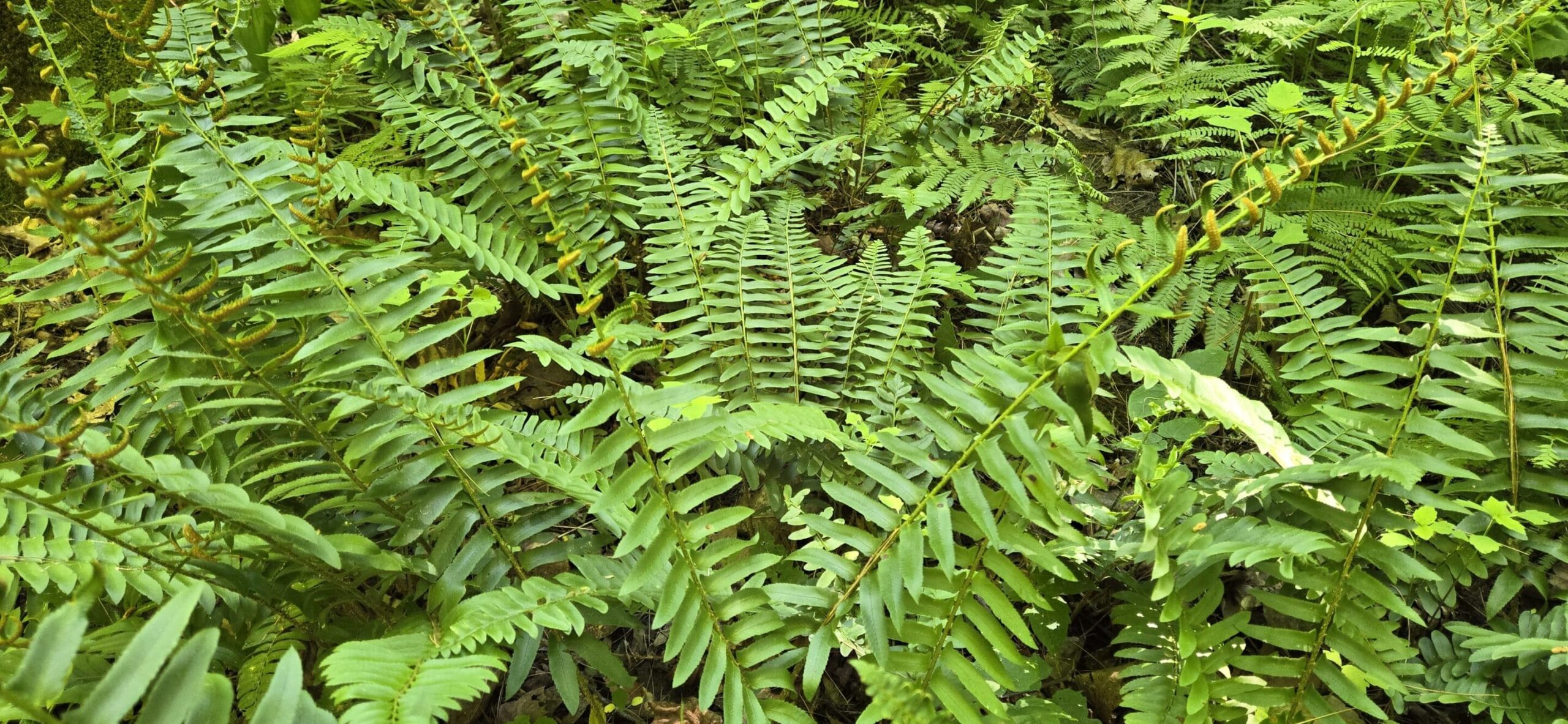 Christmas Fern