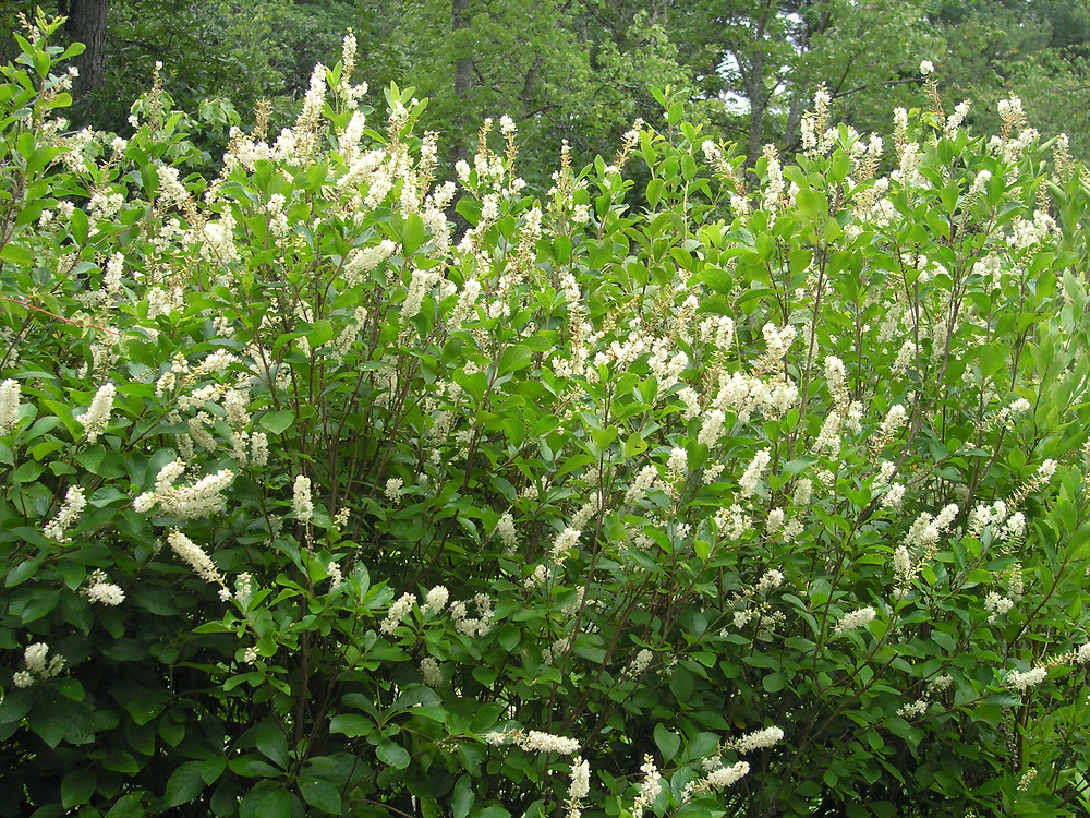 Clethra Summersweet
