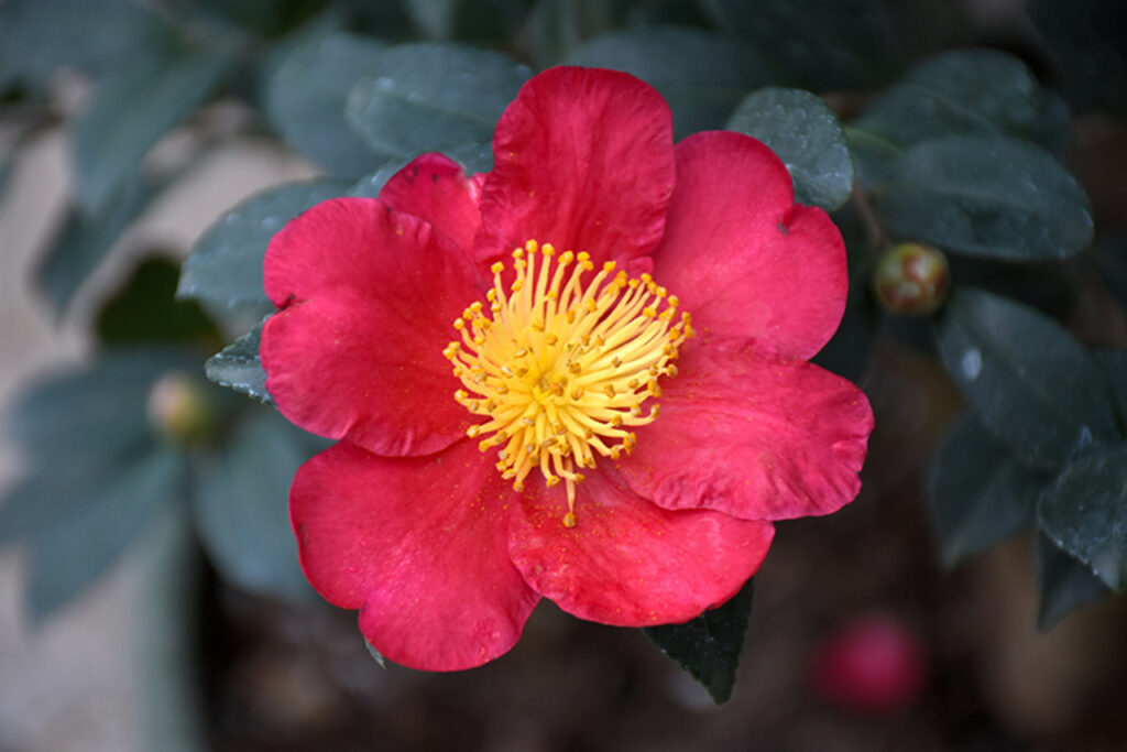 Yuletide Camellia 2