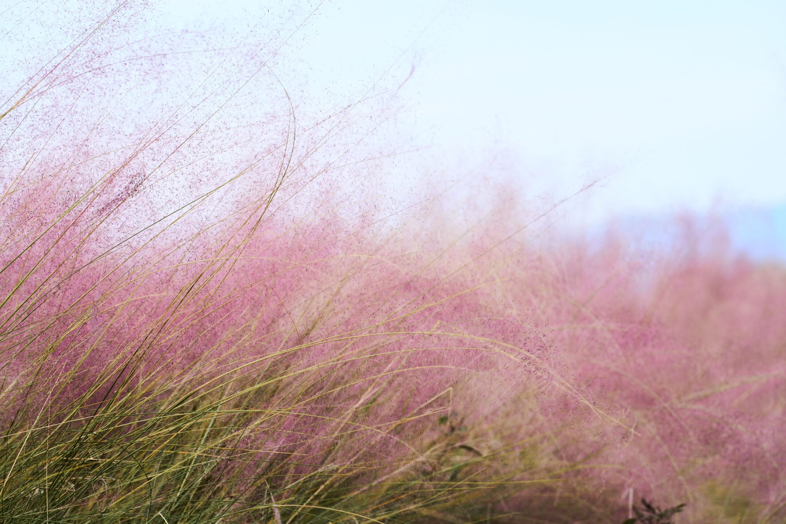 Pink Muhly Grass