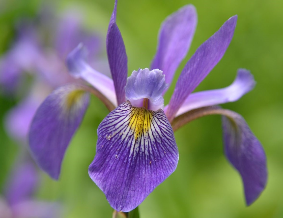 Virginia Blue Flag Iris