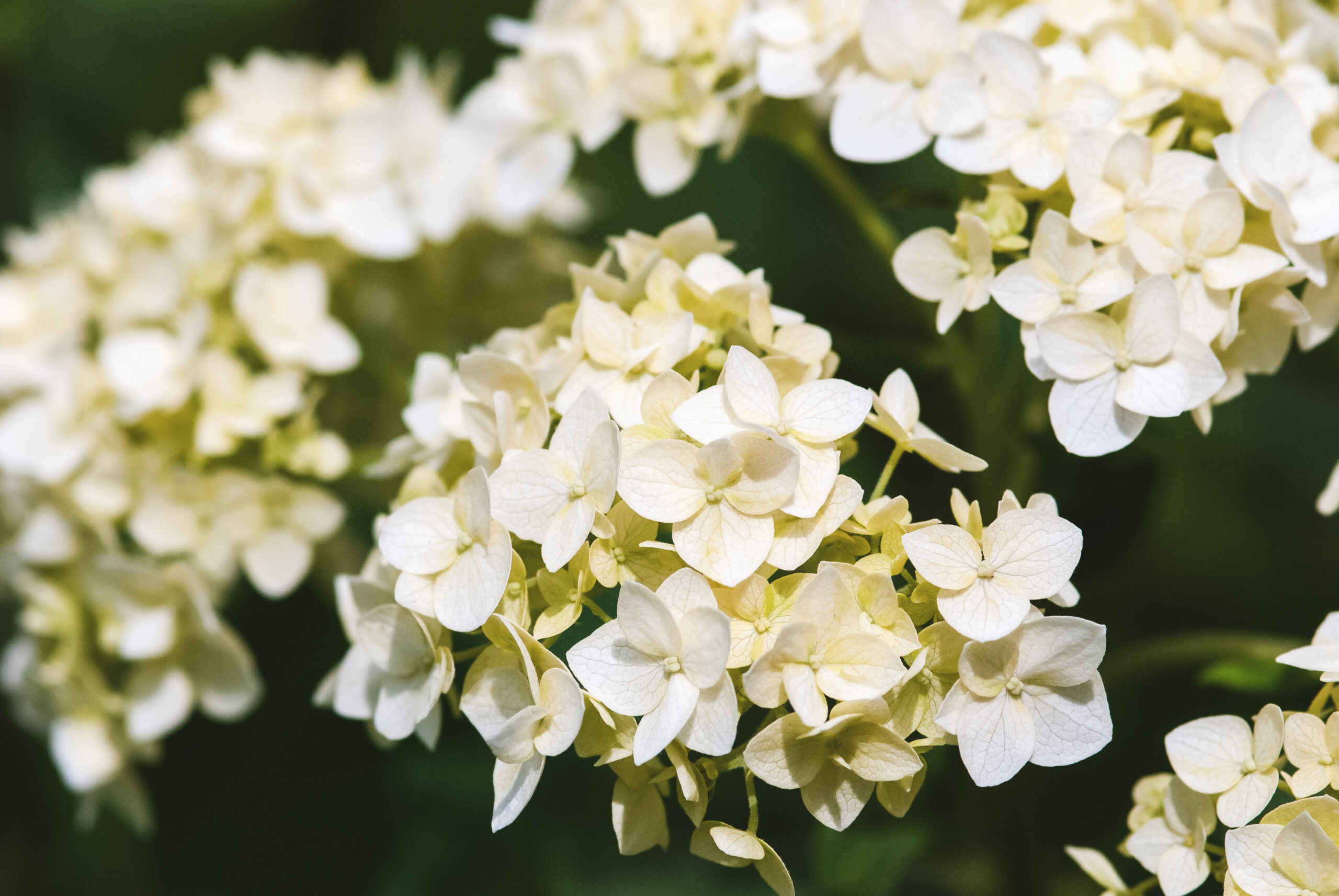 Smooth Hydrangea