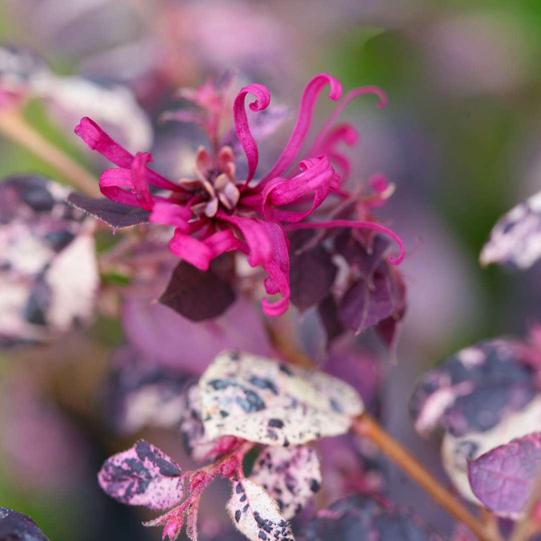 Variegated Jazz Hands Loropetalum