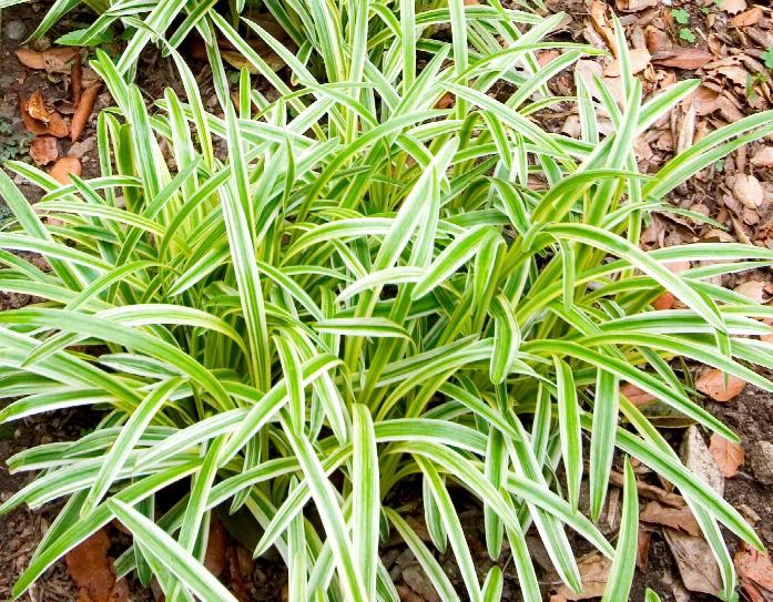 Variegated Lilyturf, Liriope muscari 'variegata'