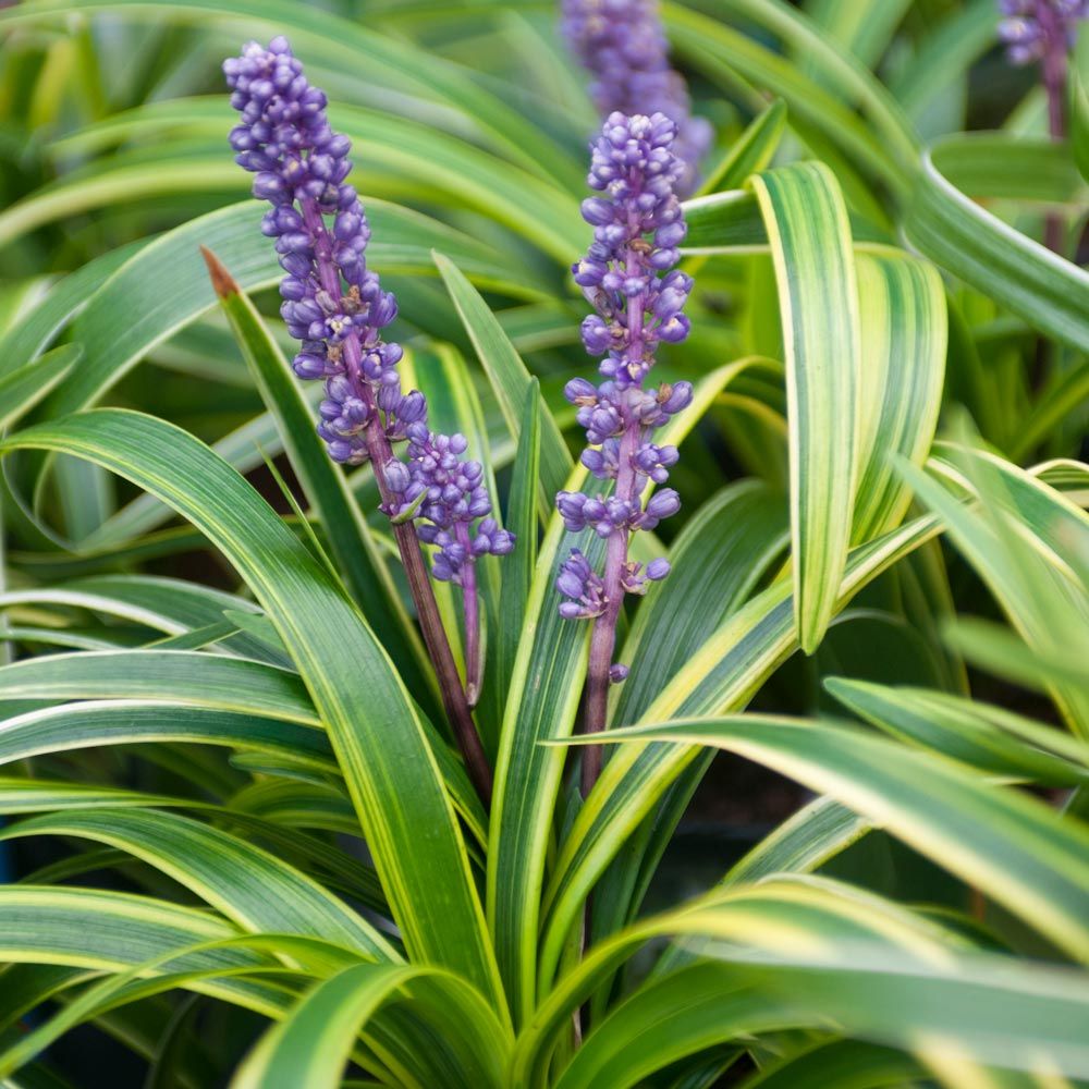 Variegated Liriope