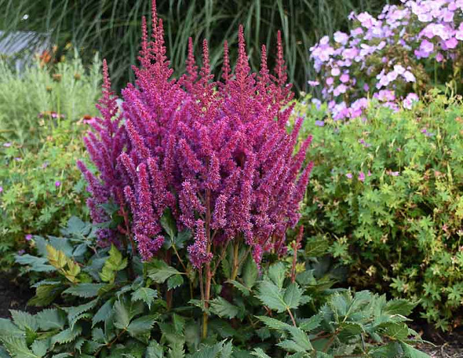 Visions Purple Astilbe