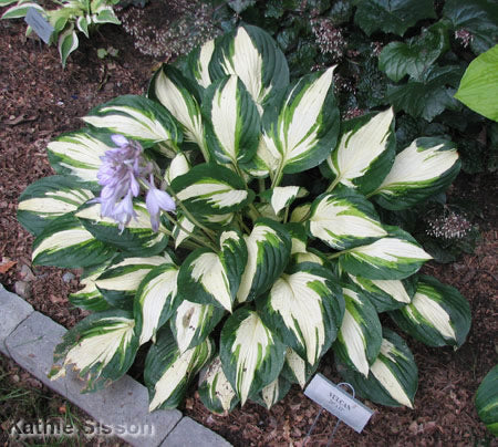 Vulcan Hosta
