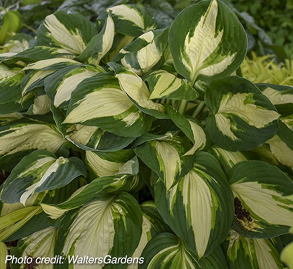 Vulcan Hosta