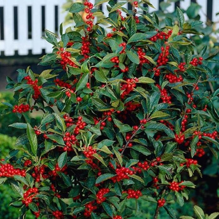 Winter Red Winterberry Holly