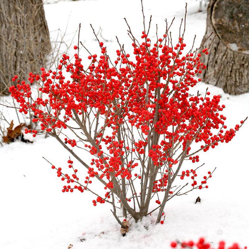 Winter Red Winterberry Holly